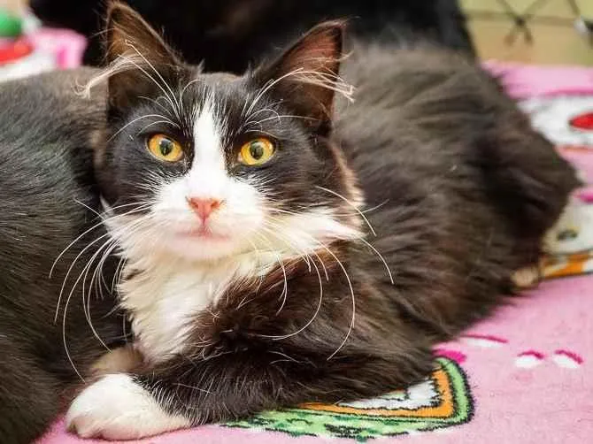 Gato raça SRD-ViraLata idade 7 a 11 meses nome Gandalf