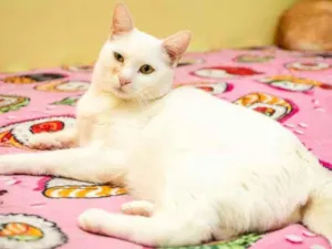 Gato raça SRD-ViraLata idade 1 ano nome Olga