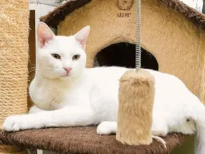Gato raça SRD-ViraLata idade 1 ano nome Augusto