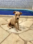 TJ