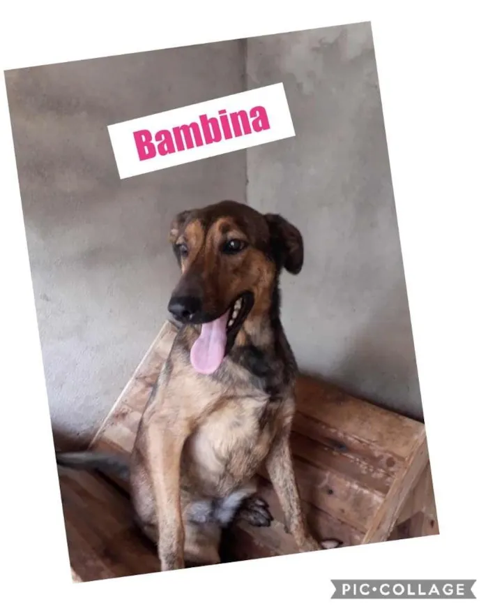 Cachorro ra a SRD-ViraLata idade 1 ano nome BAMBINA