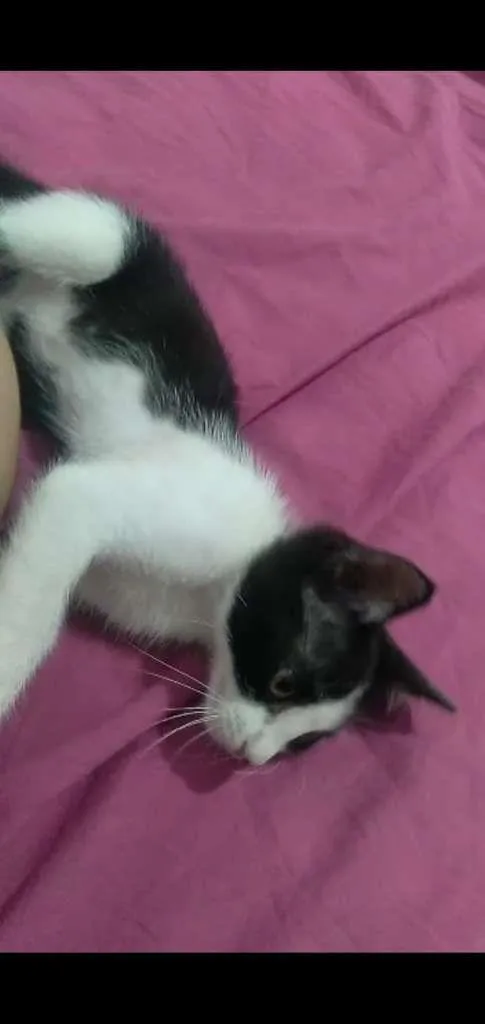 Gato ra a SRD-ViraLata idade Abaixo de 2 meses nome não tem ainda