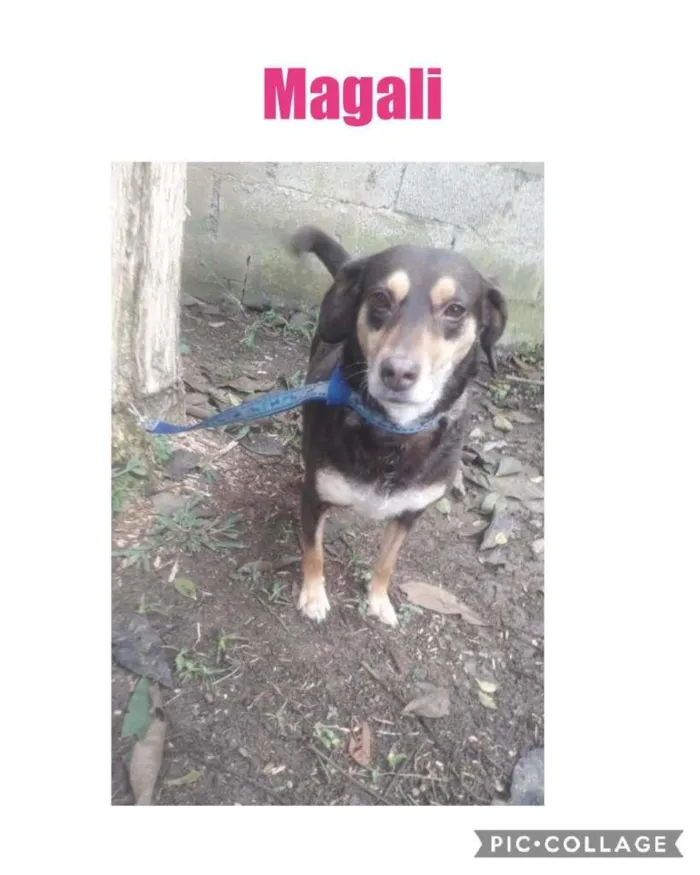 Cachorro ra a SRD-ViraLata idade 2 anos nome MAGALI