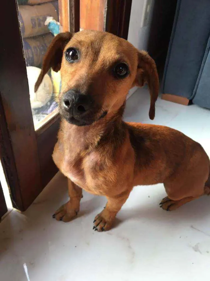 Cachorro ra a Daushound idade 1 ano nome Sofia