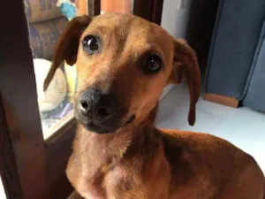 Cachorro raça Daushound idade 1 ano nome Sofia