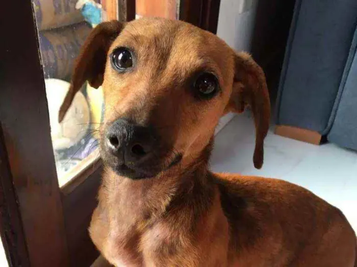 Cachorro ra a Daushound idade 1 ano nome Sofia