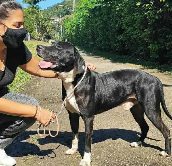 Cachorro ra a SRD idade 3 anos nome Brutus