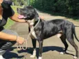 Brutus
