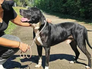 Cachorro raça SRD idade 3 anos nome Brutus