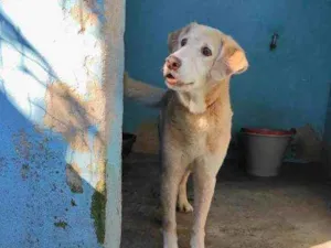 Cachorro raça SRD idade 4 anos nome Marley