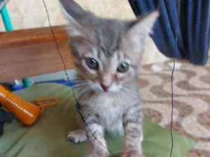 Gato raça Srd idade Abaixo de 2 meses nome Bela