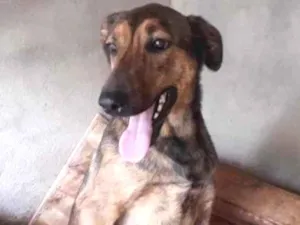 Cachorro raça SRD-ViraLata idade 1 ano nome BAMBINA