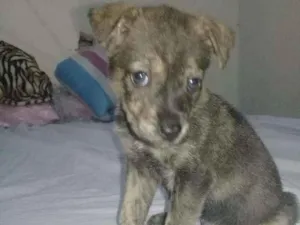 Cachorro raça VIRA - lata idade 2 a 6 meses nome Thor