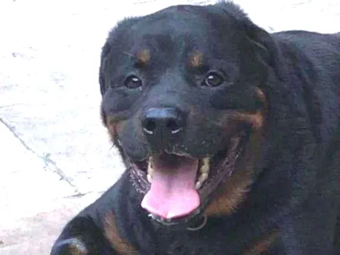 Cachorro ra a Rottweiler idade 5 anos nome Hei Bao