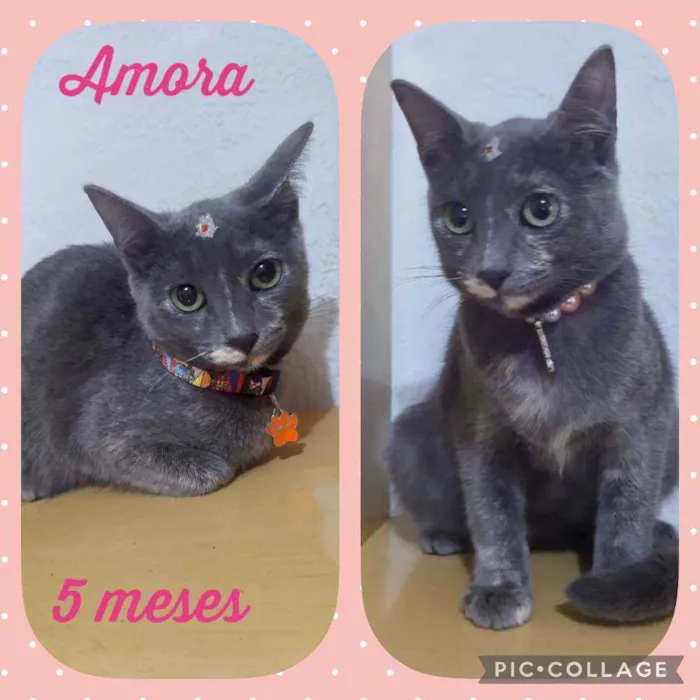 Gato raça SRD  idade 2 a 6 meses nome Amora 
