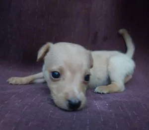 Cachorro raça Vira lata idade Abaixo de 2 meses nome Cogumelo