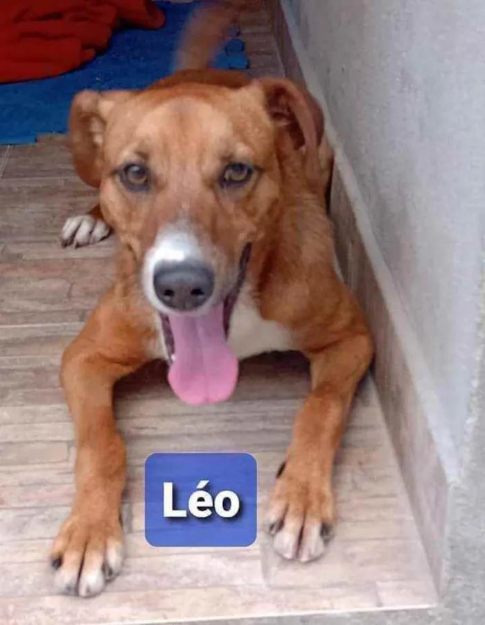 Cachorro ra a SRD idade 3 anos nome Léo