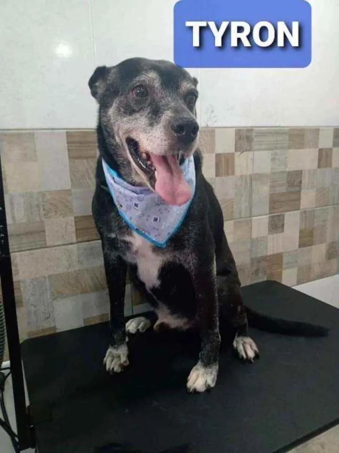 Cachorro ra a SRD idade 6 ou mais anos nome Tyron