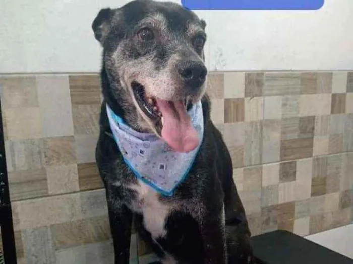 Cachorro ra a SRD idade 6 ou mais anos nome Tyron