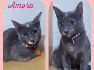 Gato raça SRD  idade 2 a 6 meses nome Amora 