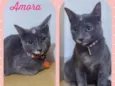 Gato raça SRD  idade 2 a 6 meses nome Amora 