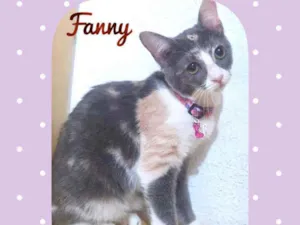 Gato raça SRD  idade 2 a 6 meses nome Fanny 