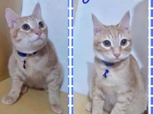 Gato raça SRD  idade 2 a 6 meses nome Juca 