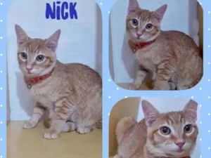Gato raça SRD  idade 2 a 6 meses nome Nick 