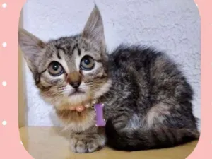 Gato raça SRD  idade 2 a 6 meses nome Mel 