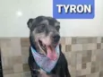 Tyron