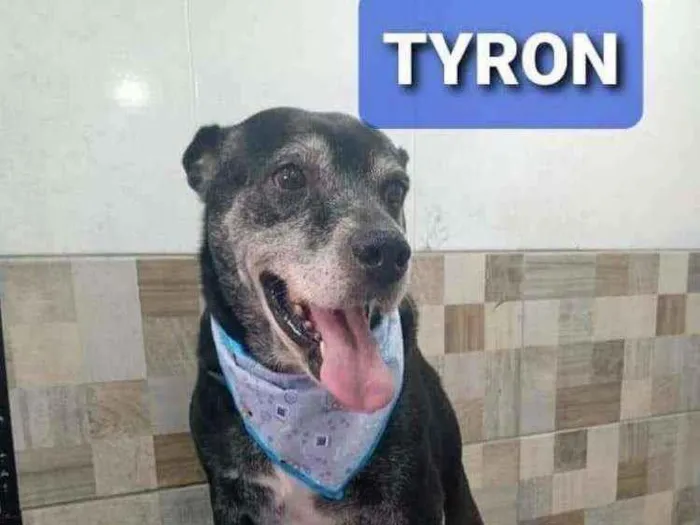 Cachorro ra a SRD idade 6 ou mais anos nome Tyron