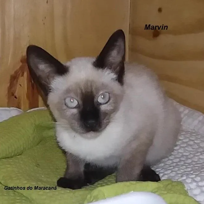 Gato ra a SRD-ViraLata idade 2 a 6 meses nome Marvin