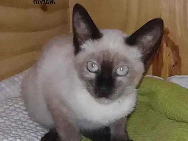 Gato ra a SRD-ViraLata idade 2 a 6 meses nome Marvin