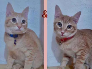 Gato raça SRD  idade 2 a 6 meses nome Blond e Yellow 
