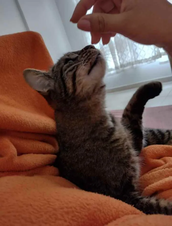 Gato ra a Não tem idade 1 ano nome Não tem