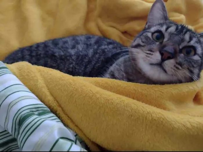 Gato ra a Não tem idade 1 ano nome Não tem