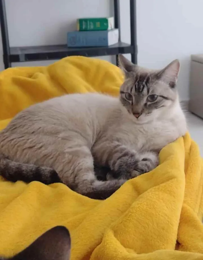 Gato ra a Não tem idade 1 ano nome Não tem
