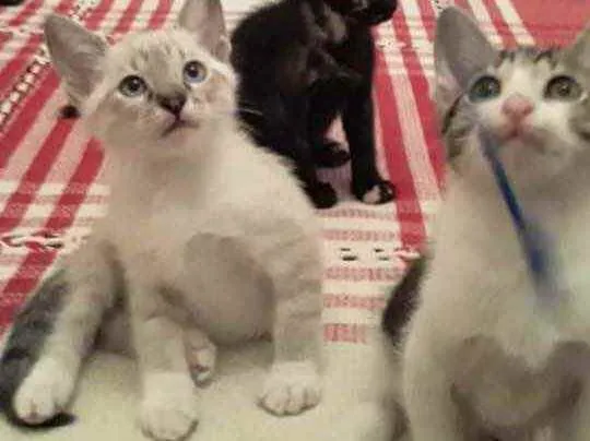Gato raça Srd idade Abaixo de 2 meses nome Duda