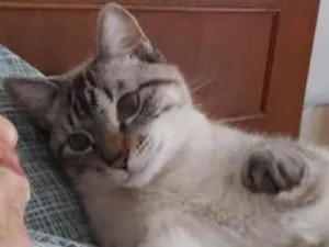 Gato raça Não tem idade 1 ano nome Não tem