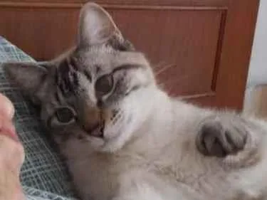 Gato ra a Não tem idade 1 ano nome Não tem