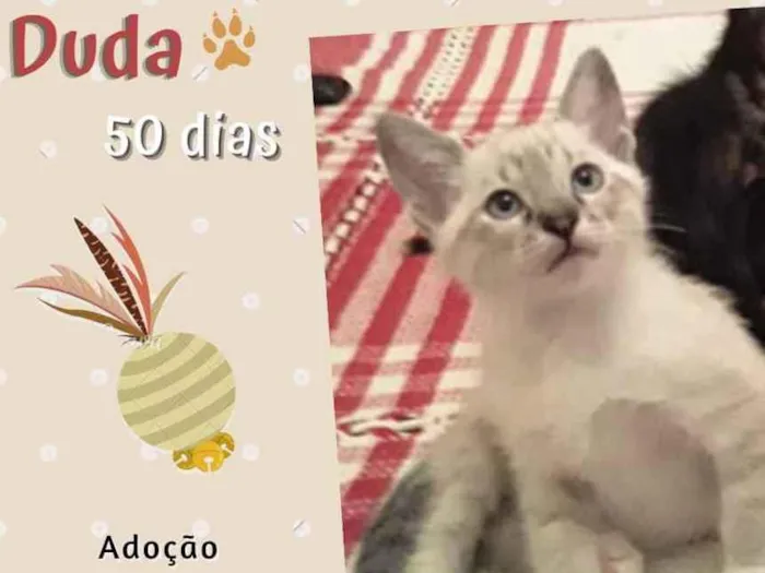 Gato raça Srd idade Abaixo de 2 meses nome Duda