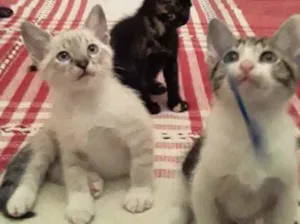 Gato raça Srd idade Abaixo de 2 meses nome Pingo