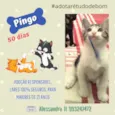 Pingo