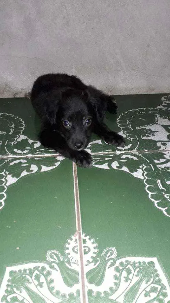 Cachorro raça  idade 2 a 6 meses nome Não tem nome