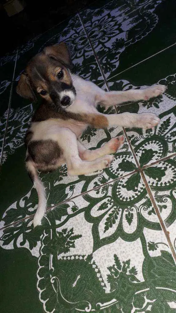 Cachorro raça  idade 2 a 6 meses nome Não tem nome