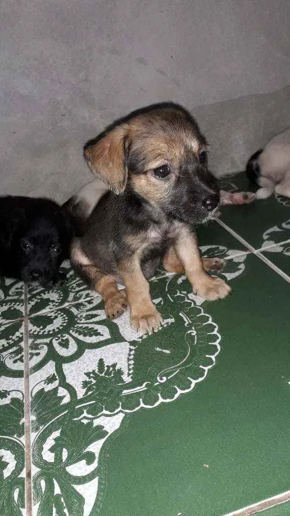 Cachorro raça  idade 2 a 6 meses nome Não tem nome