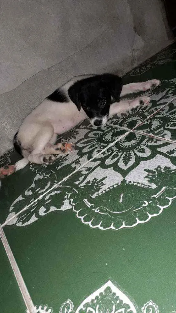 Cachorro raça  idade 2 a 6 meses nome Não tem nome