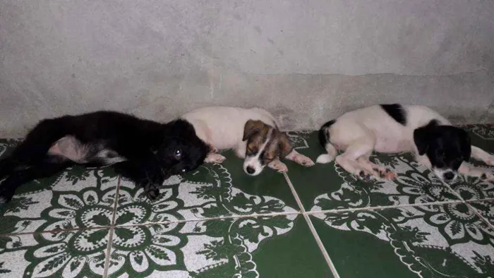 Cachorro raça  idade 2 a 6 meses nome Não tem nome