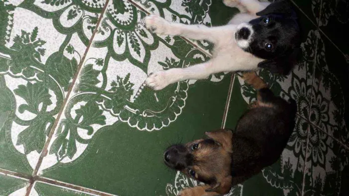 Cachorro raça  idade 2 a 6 meses nome Não tem nome