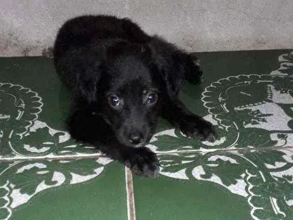 Cachorro raça  idade 2 a 6 meses nome Não tem nome
